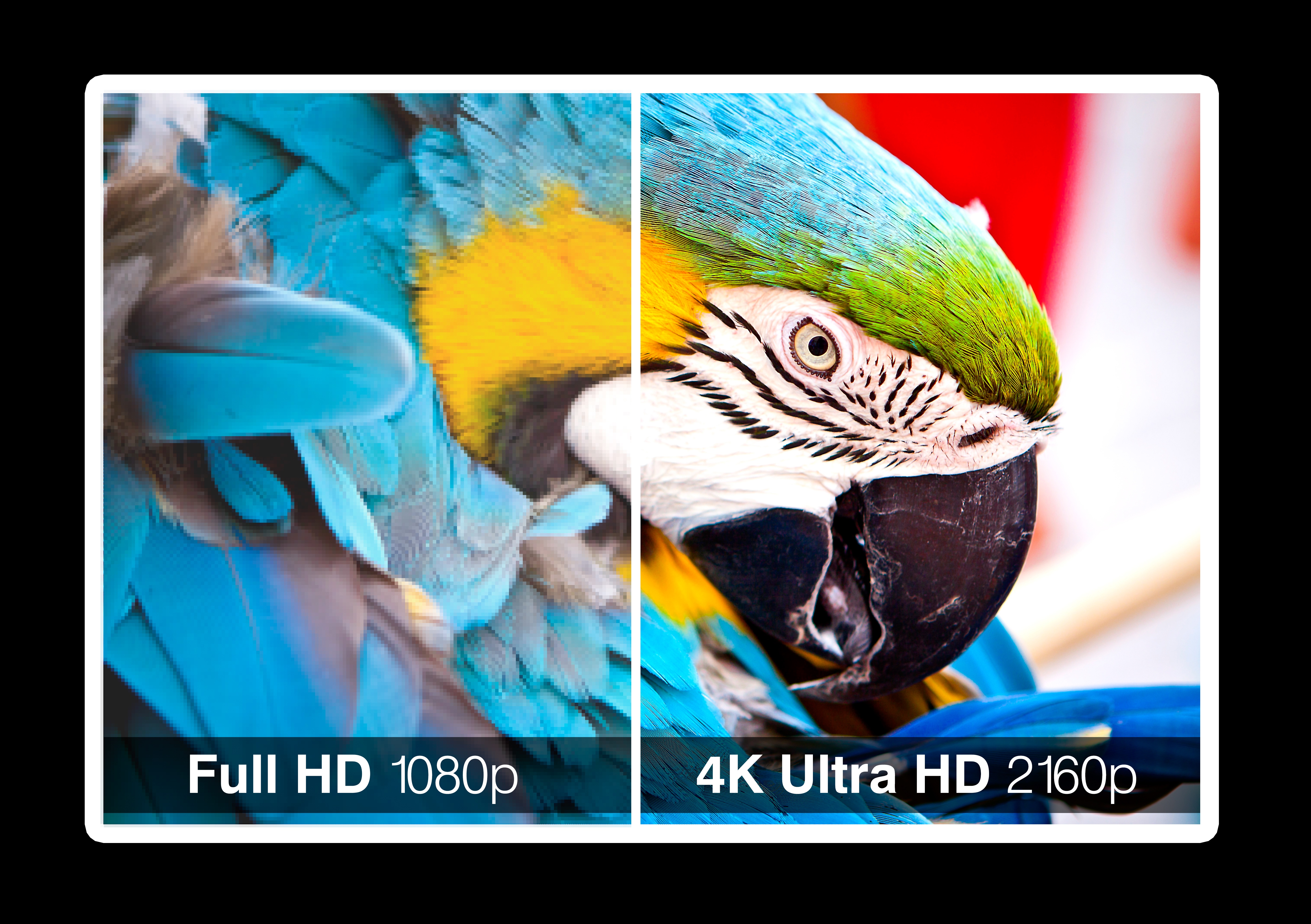 Bilde av en blå papegøye i full HD  og 4K